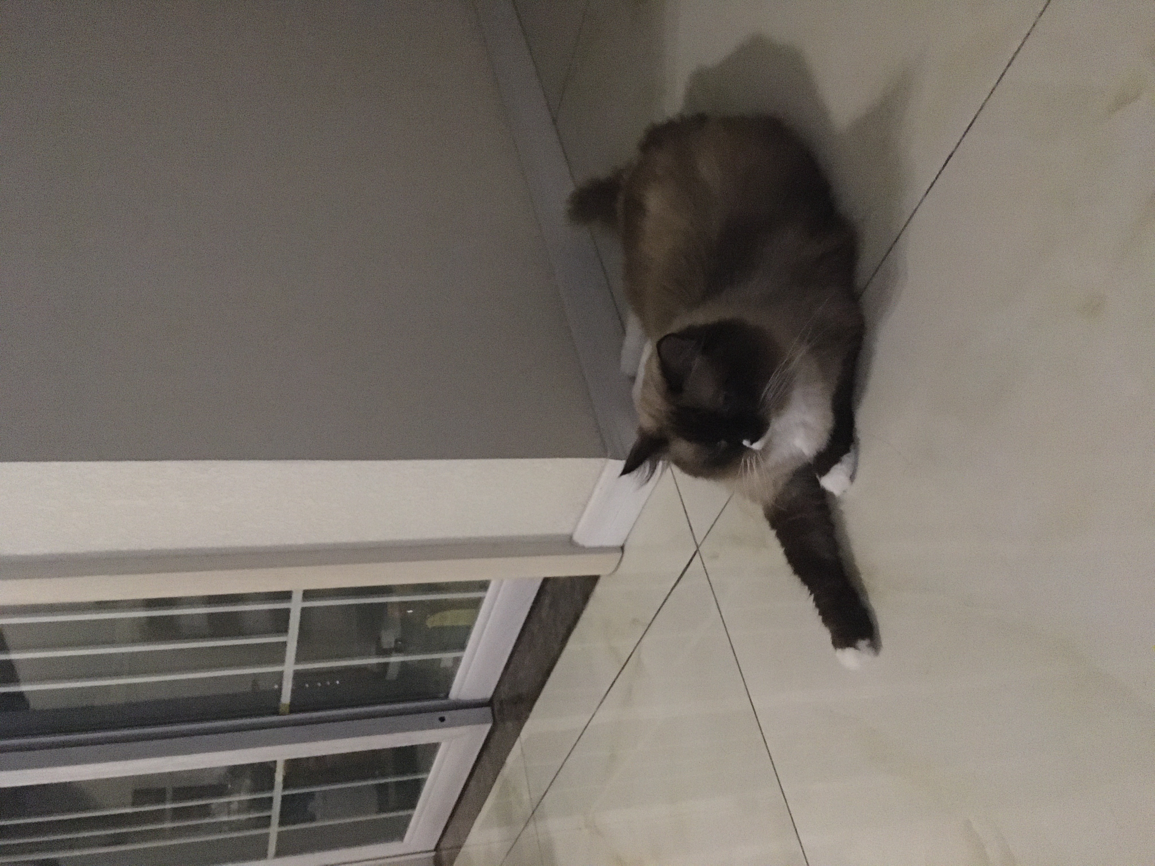 cat.